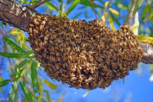 Méhek befogása, eltávolítása Budapesten és Pest megyében