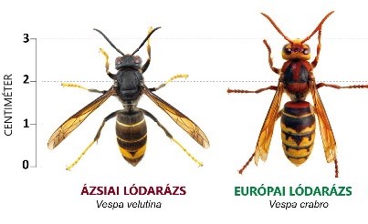 ázsiai lódarázs és európai lódarázs