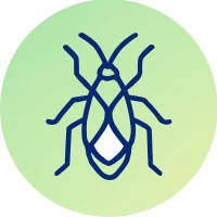 Rovarirtás - Mezei poloska irtása