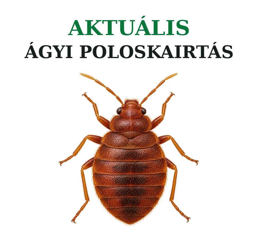 Kártevőirtás - Aktuális poloskairtás ajánlataink