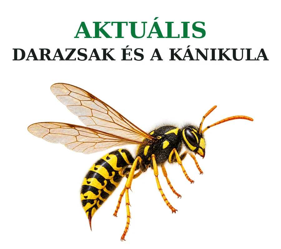 Kártevőirtás - Aktuális darazsak és a kánikula