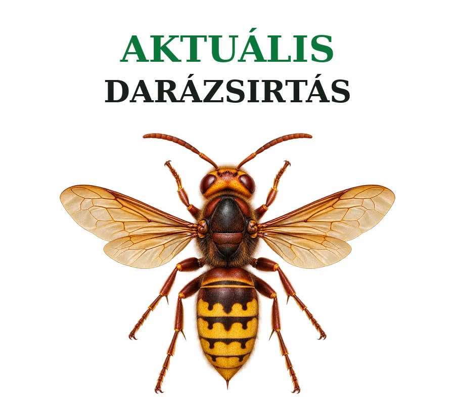 Kártevőirtás - Aktuális darázsirtás ajánlataink.