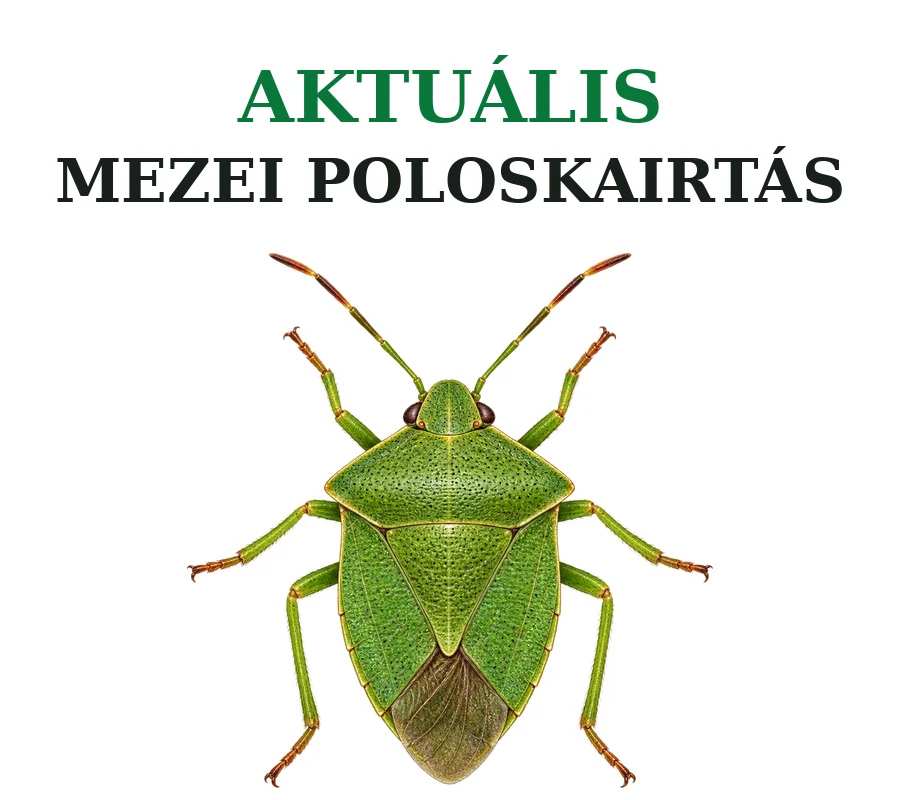 Kártevőirtás - Aktuális mezei poloskairtás ajánlataink.