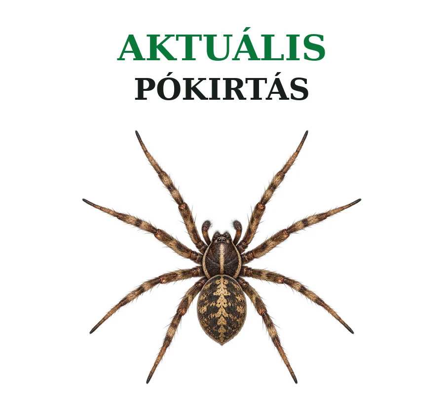 Kártevőirtás - Aktuális pókirtás ajánlataink.
