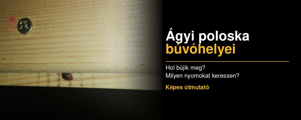 Ágyi poloska egy fa bútorléc szélén, feliratos útmutató a búvóhelyek felismeréséhez.