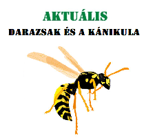 rovarirtás - darázsirtó