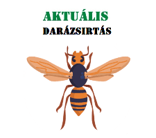 rovarirtás - darázsirtás
