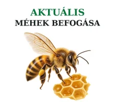 Kártevőirtás - Aktuális méhek befogása