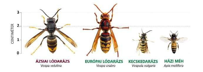 darázsirtás - ázsiai lódarázs méhraj befogás