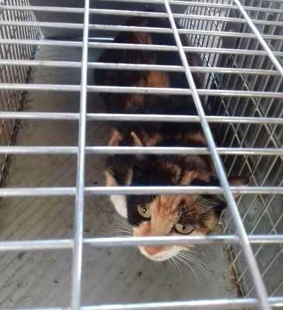 Horganyzott macskacsapda